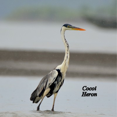 Cocoi Heron